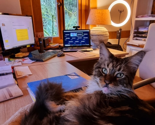 Eine Main Coon Katze schaut in die Kamera – Tischer Team